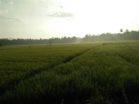 Gambar Pemandangan Sawah Di Pagi Hari - Kumpulan gambar panorama alam