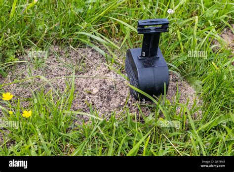 Mole trap set on the lawn Stock Photo - Alamy