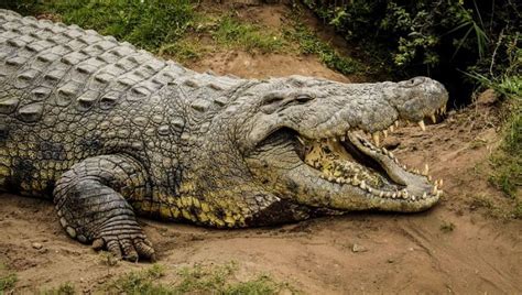 8 Oldest Crocodiles in The World - Oldest.org