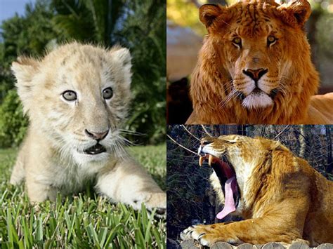 The Liger - A Fascinating Progeny | Heart of The Wilderness