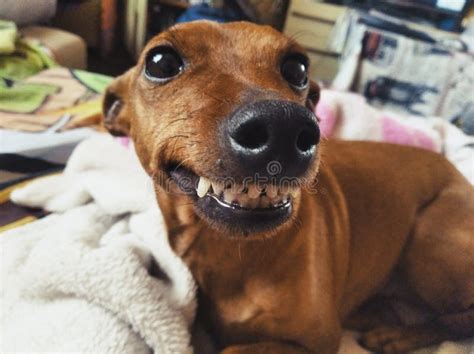 Funny Dog Smiling Teeth