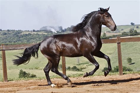 Lusitano Horse Breed Information, History, Videos, Pictures