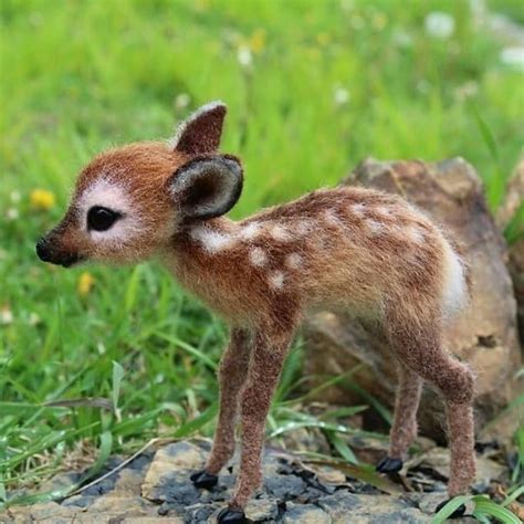 A baby deer #natures Follow @natures for more! DM for credit # ...