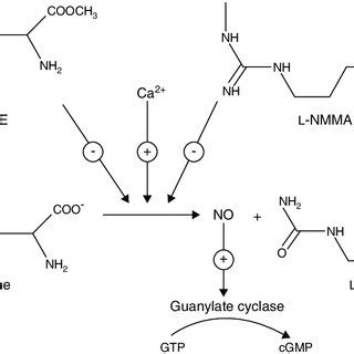 Generation of nitric oxide (NO) from L-arginine in the presence of... | Download Scientific Diagram