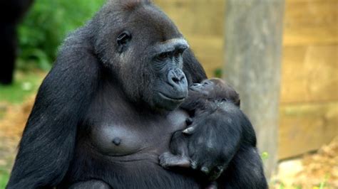 Baby gorilla named after Bristol zookeeper's stillborn daughter | ITV News West Country