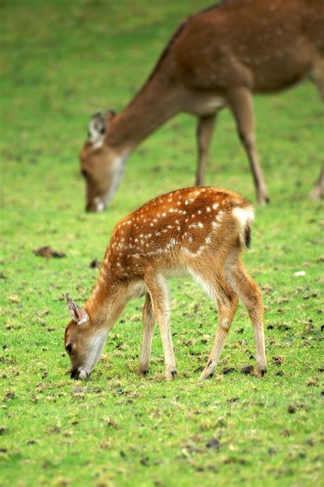 Baby deer and mom stock photo. Image of woods, deer, grazing - 2411592