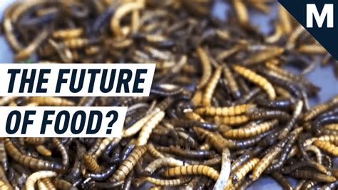 This company wants to make edible insects the future of food | Mashable