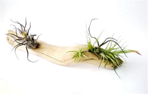 Air Plants on Driftwood: Mounted Tillandsias on Tabletop