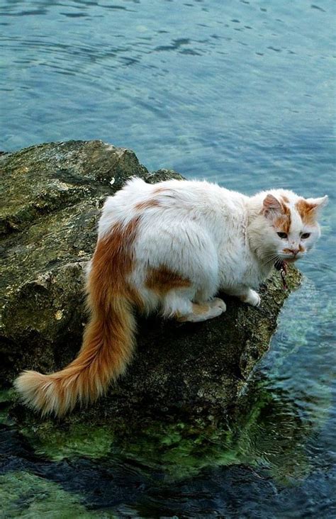 Turkish Van Cat Swimming - WE LOVE CATS & DOGS