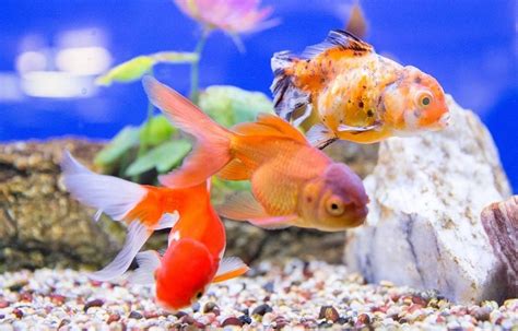 22 Best Goldfish Tank Mates & Fish Companions (Check Now)