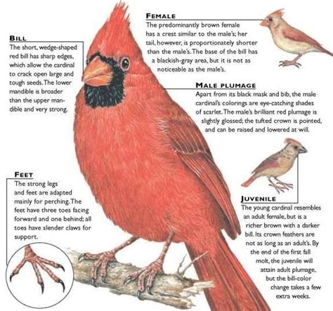 Northern Cardinal | Backyard birds, Cardinal, Wildlife photos