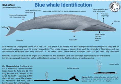 Ocean Research & Conservation Association (ORCAIreland)