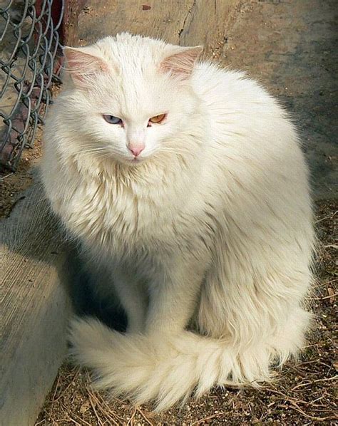 Turkish Angora Cat Info, Personality, Kittens, Pictures