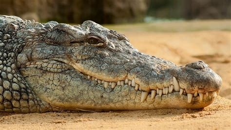 Crocodiles Have More Teeth Inside Their Teeth - Nerdist