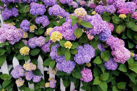 How Plant, Grow, and Prune Hydrangeas