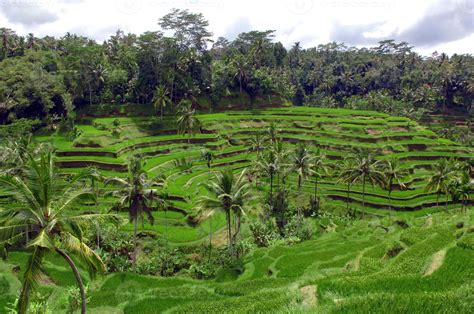 Rice Terraces near Ubud town , Bali, Indonesia 1356399 Stock Photo at ...