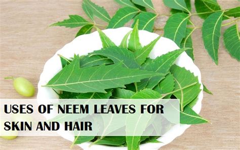 Neem Leaves uses for Skin, Hair, Scalp, Body care