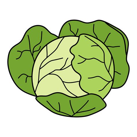 Cartoon cabbage head. Colorful vegetable. Vector illustration isolated on white background ...