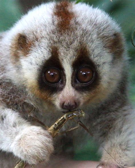 Pygmy Slow Loris Pet