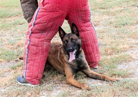 training of belgian shepherd | Stock image | Colourbox