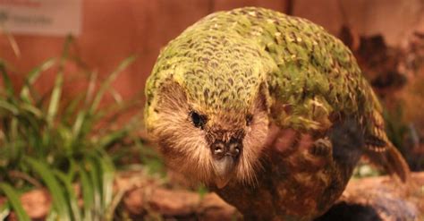 Kakapo - A-Z Animals