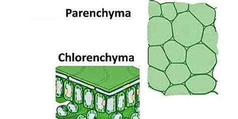 Permanent Tissue and its Characteristics - QS Study