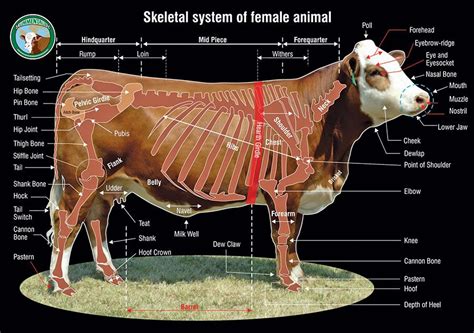 Establishing a beef herd | Cattle, Cattle ranching, Animal science