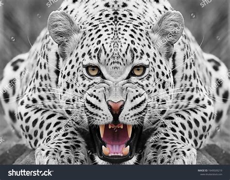 Eye Jaguar Images: Browse 7,463 Stock Photos & Vectors Free Download with Trial | Shutterstock