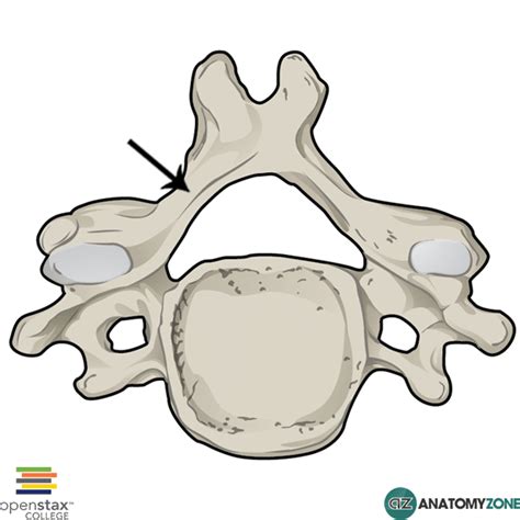 Lamina - AnatomyZone