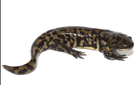 Tiger Salamander For Sale - Upriva Reptiles