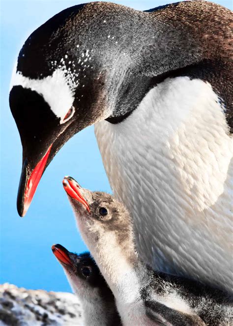 51 Baby Penguin Photos, Videos, and Facts That'll Have You Saying "Awwww!!" | Everywhere Wild