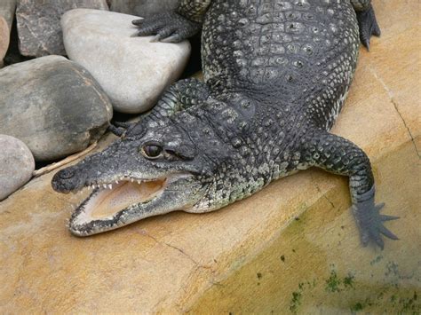 Mexican Crocodile Facts and Pictures