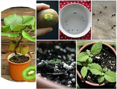 How To Grow A Kiwi Plant From Seed