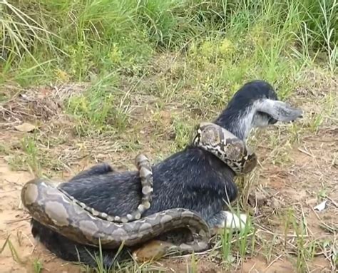 Village Kids Save Goat From Python Attack