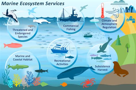 Marine Ecosystem Diagram