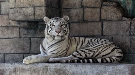 White Tiger Computer Wallpaper, Desktop Background (1920x1080) ID:556317 | Pet tiger, White ...