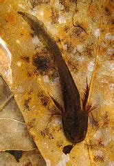 Category:Ambystoma larvae - Wikimedia Commons