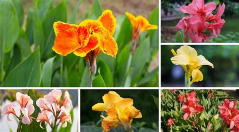 Landscaping Shrubs, Canna Lily, Different Types, Lilies, Growing, Gardening, Variety, Landscape ...