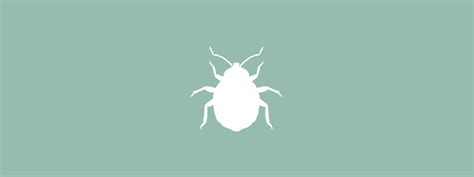 Some tips to bed bug prevention