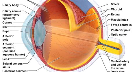 Anatomy Of The Eye Sclera - ANATOMY