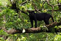 Black panther - Wikipedia