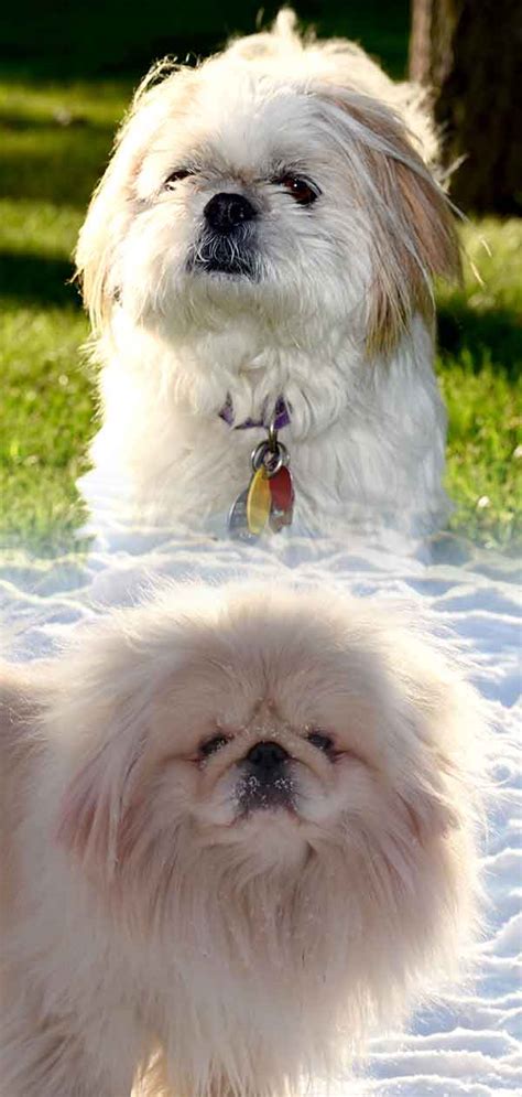 Pekingese Shih Tzu Mix – A Big Personality in a Small Package