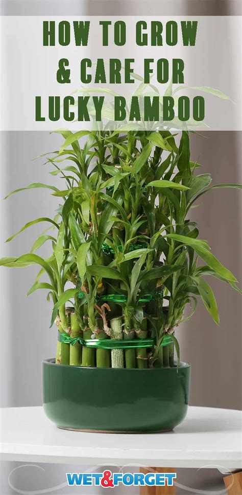 Top lucky bamboo care tips tricks – Artofit