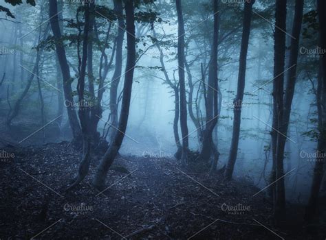 Mysterious dark old forest in fog | High-Quality Nature Stock Photos ~ Creative Market