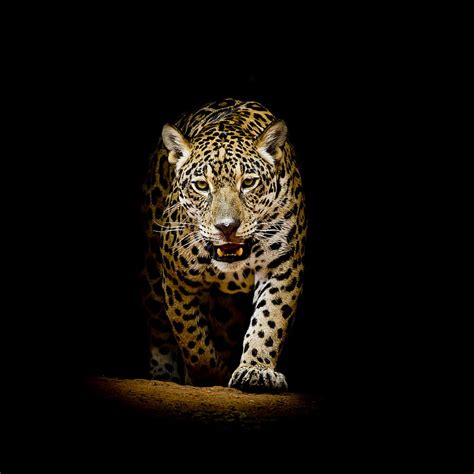 Leopard Desktop Wallpaper