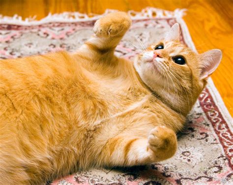 Cat laying on back stock image. Image of pets, carpet - 2168977