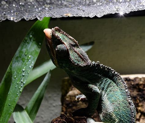 How To Setup The Perfect Panther Chameleon Cage Easily | Bearded Dragon Tank