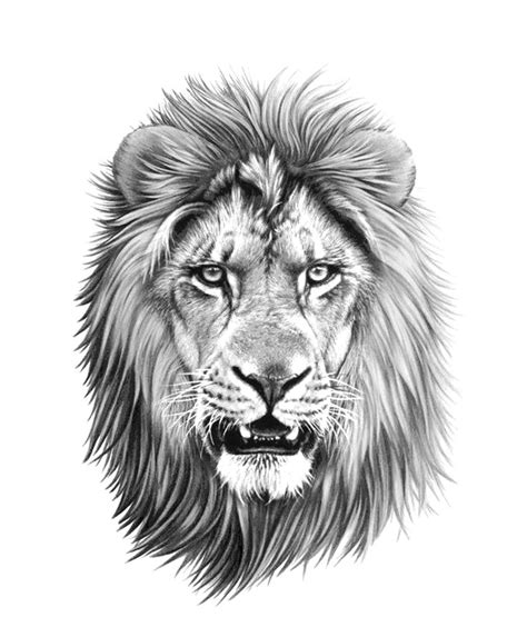 lion,tattoo,drawing,linework | Lion head tattoos, Lion tattoo, Lion tattoo design