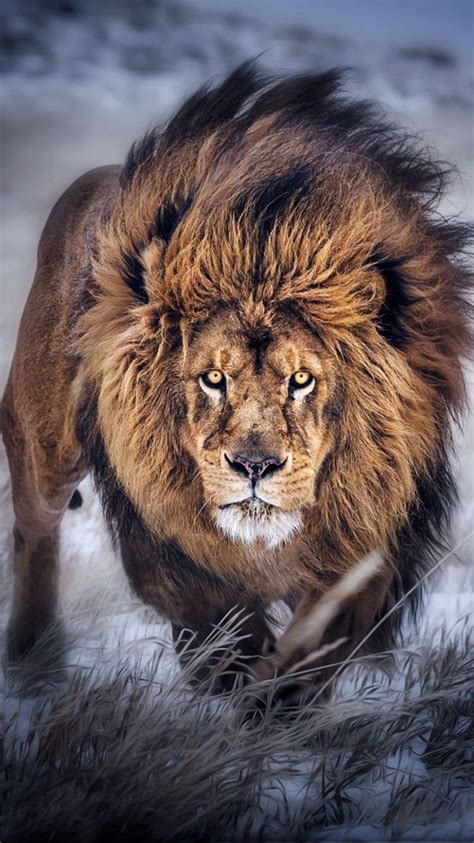 86 Lion Wallpaper Hd Pinterest Picture - MyWeb