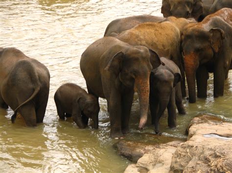 File:Elephant orphanage near Kandy, Sri Lanka.jpg - Wikipedia